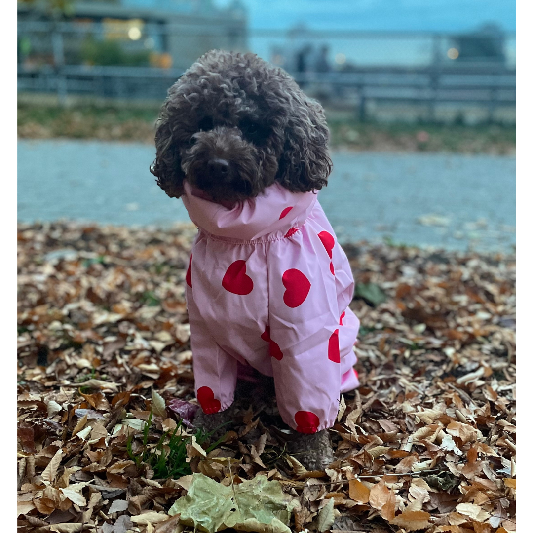 Cambie full coverage waterproof raincoat for pets, keeps your dog dry and cozy - Kostbar Pet Club