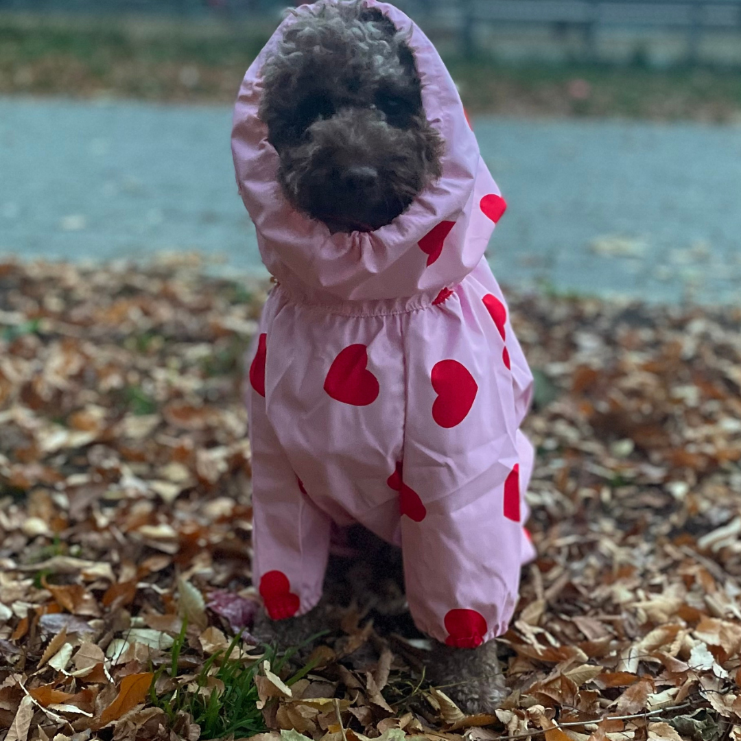 Cambie full coverage waterproof raincoat for pets, keeps your dog dry and cozy - Kostbar Pet Club