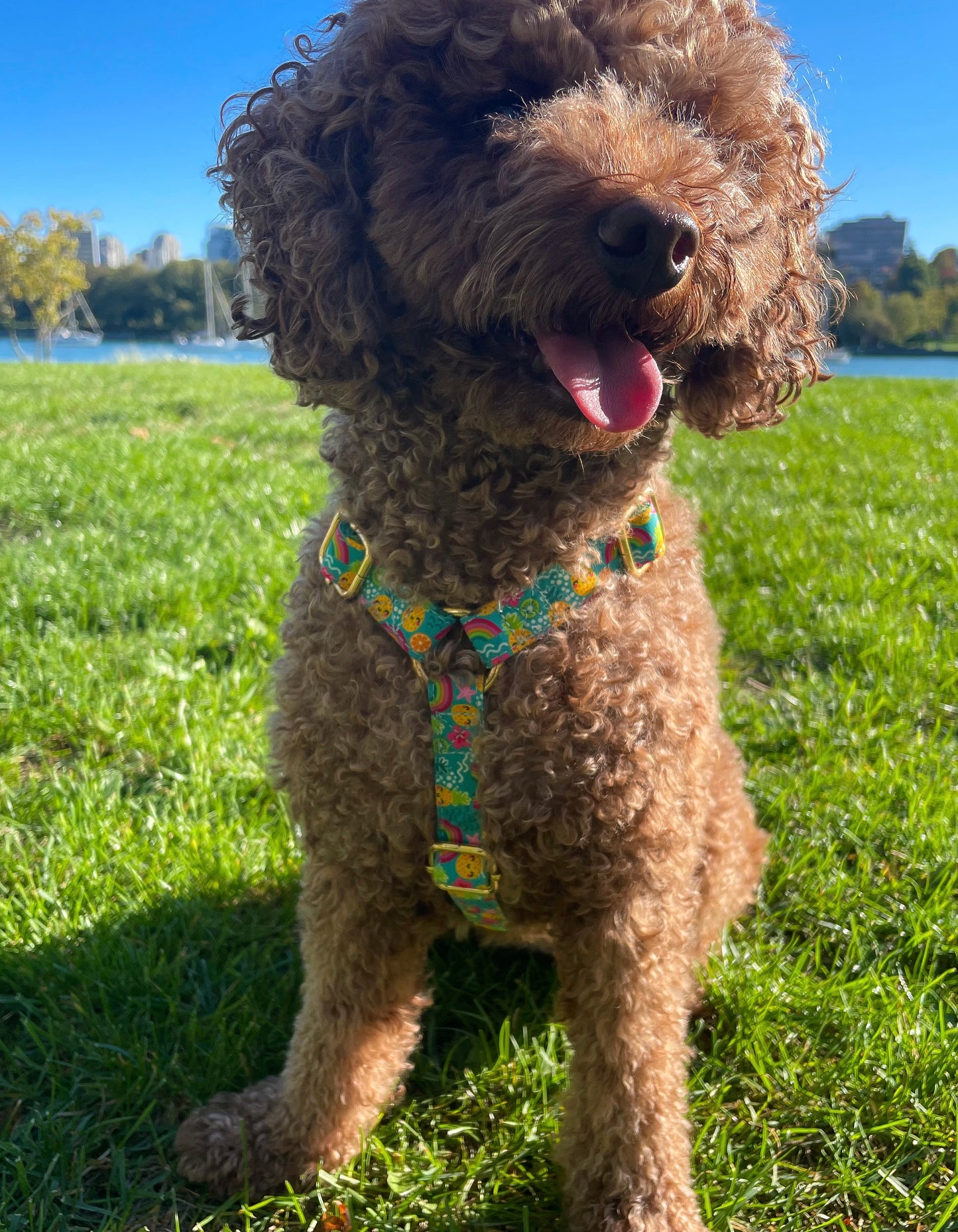 Pineapple Bliss Harness & Leash Set