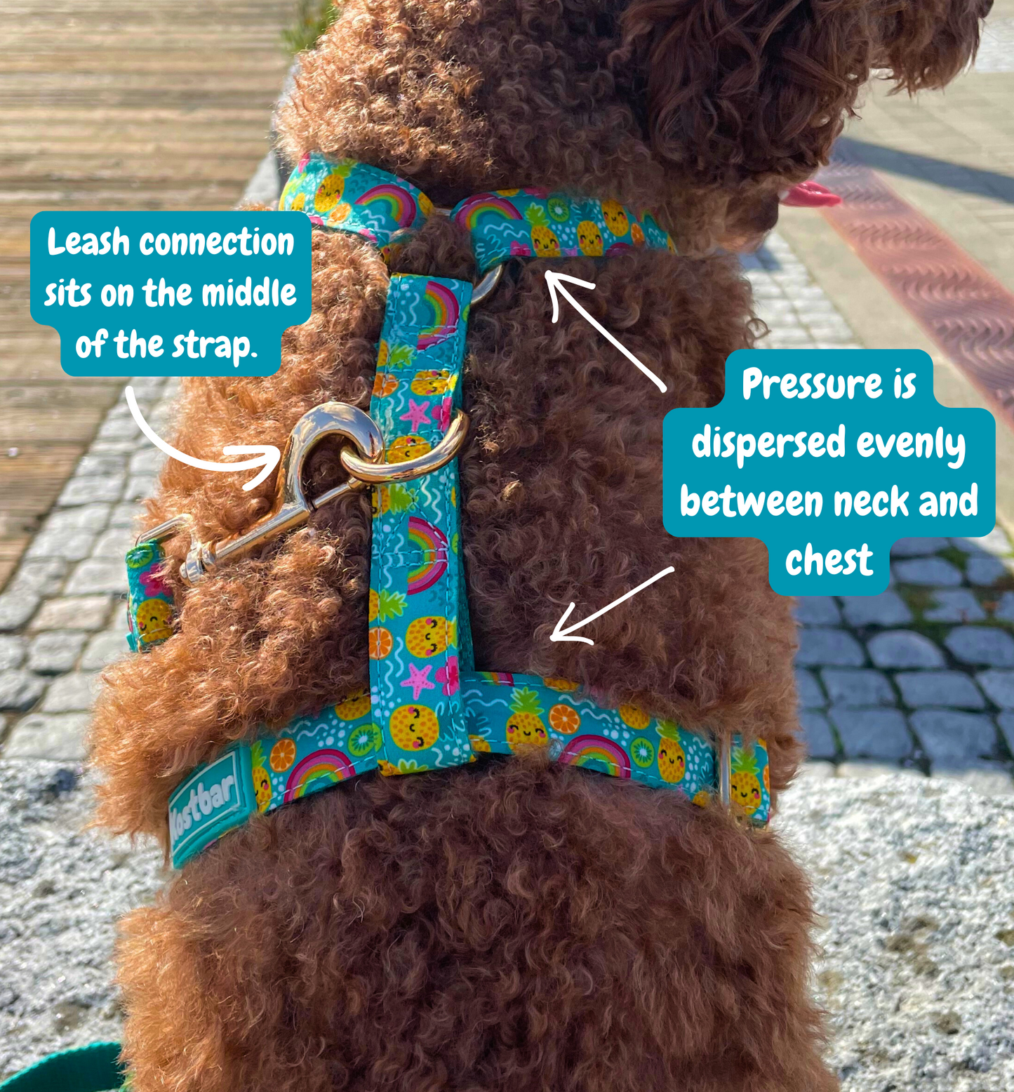 Pineapple Bliss Harness & Leash Set
