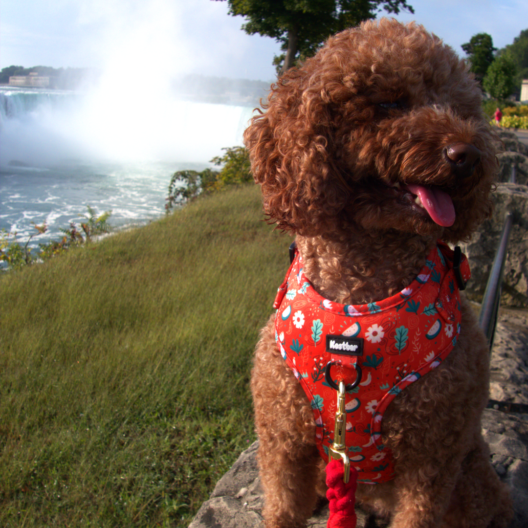 Red Charm Harness & Braided Rope Leash Bundle