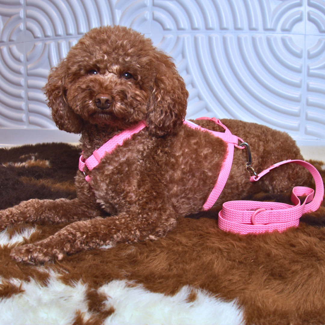All-Weather PVC Harness & Leash Bundle