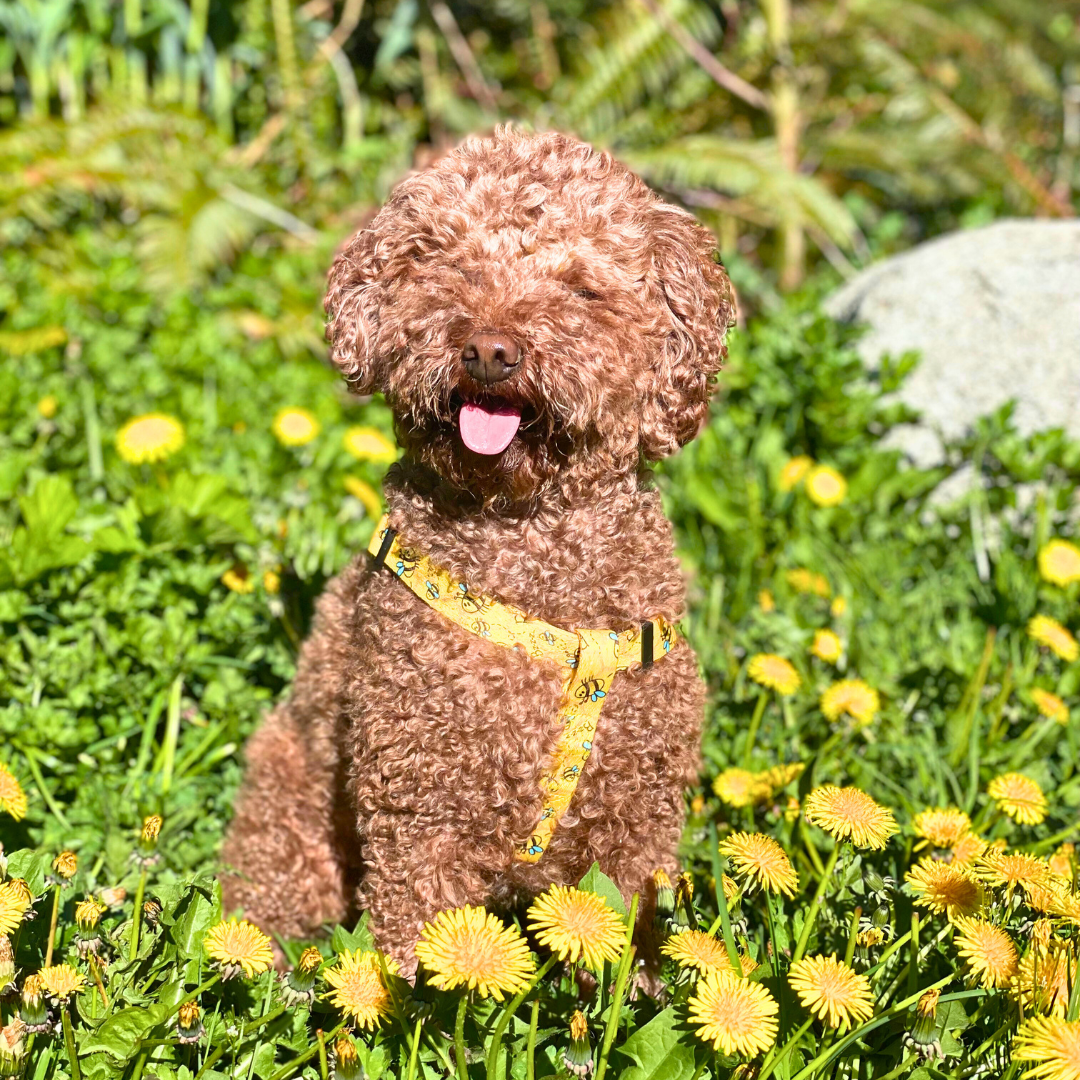 Bee-Happy Polyester Step-in Harness