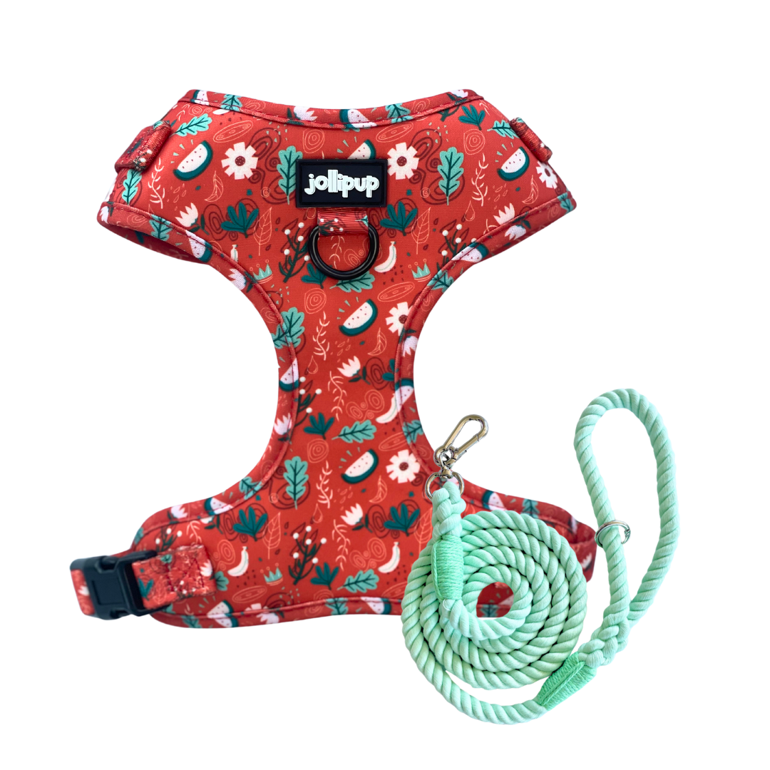 Red Charm Harness & Braided Rope Leash Bundle