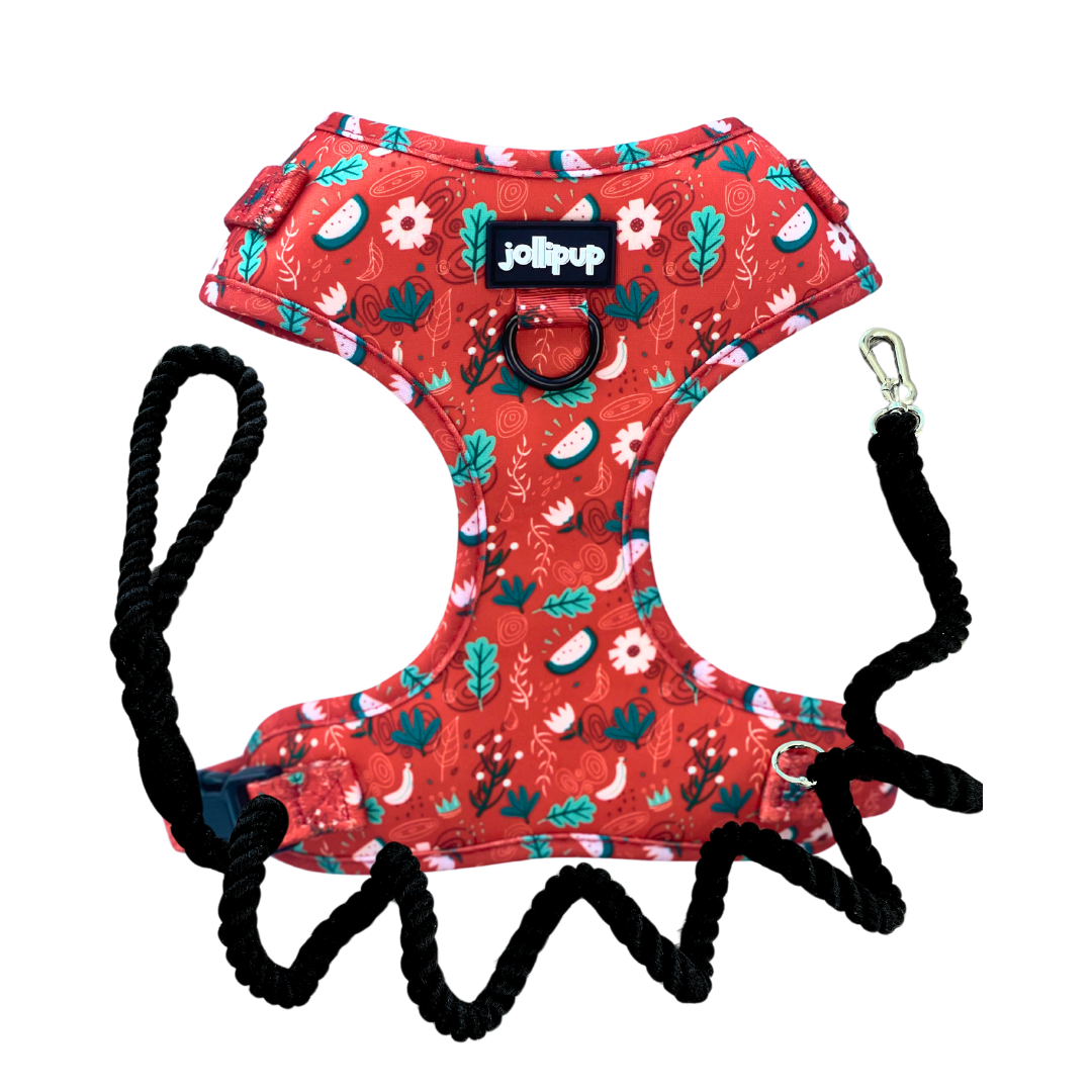 Red Charm Harness & Braided Rope Leash Bundle