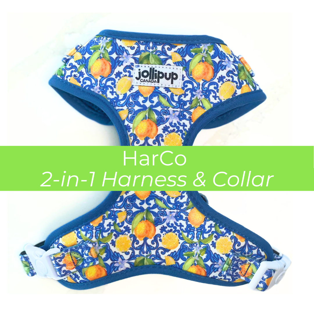 HarCo (2-in-1 Harness & Collar)