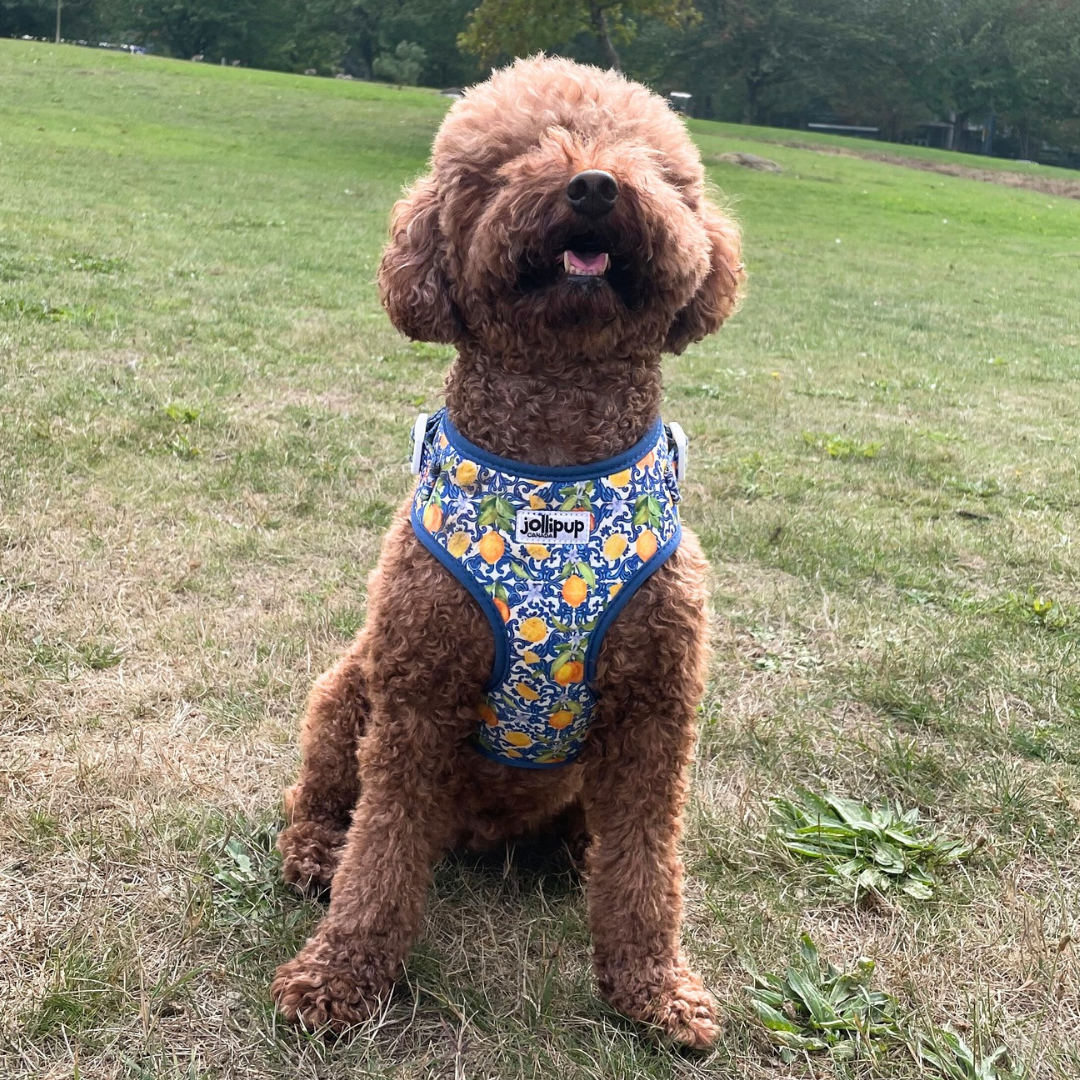 Amalfi convertible Harness & Collar, 2-in-1 Harness & Collar