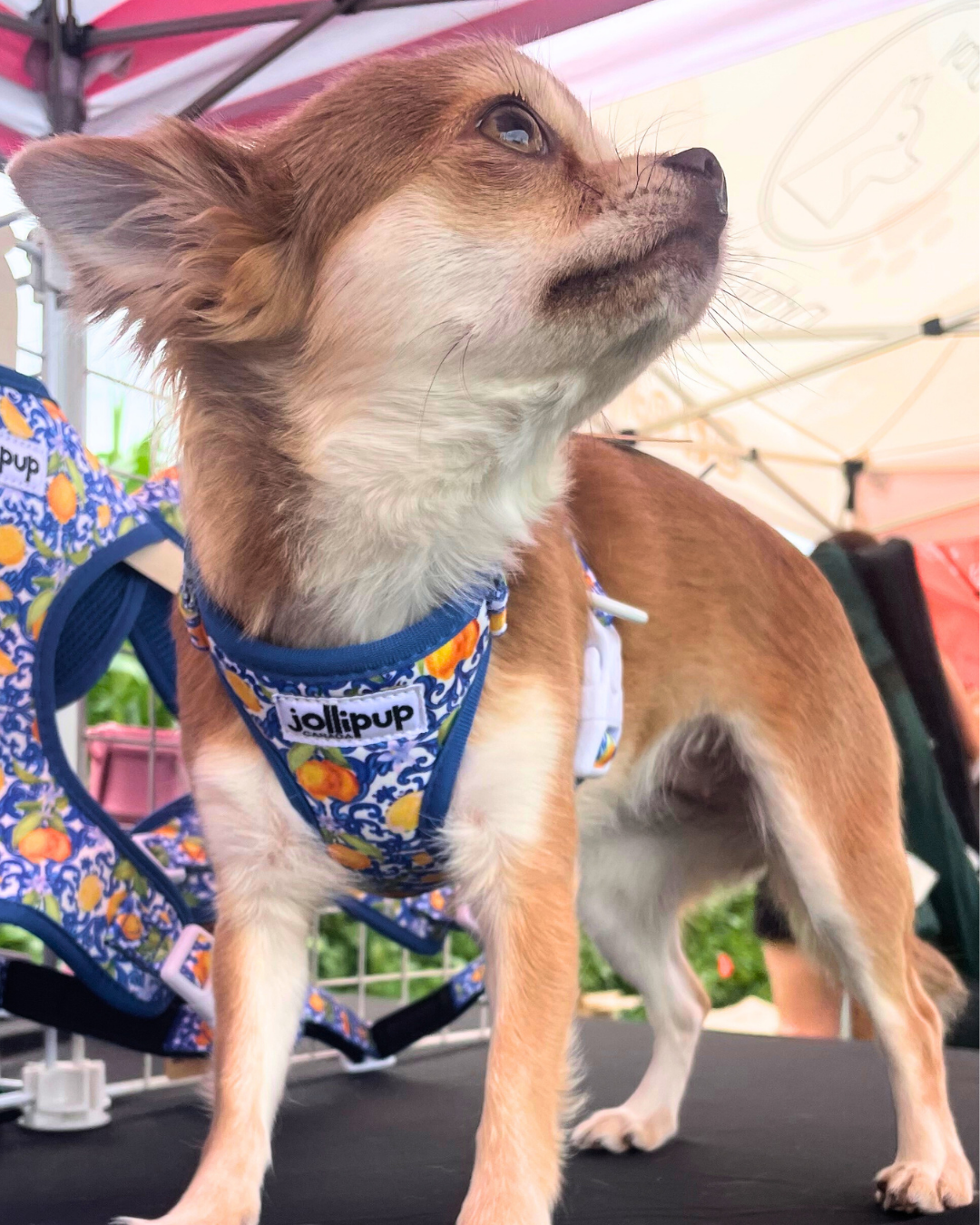 Amalfi convertible Harness (2-in-1 harness & collar) and Leash Bundle
