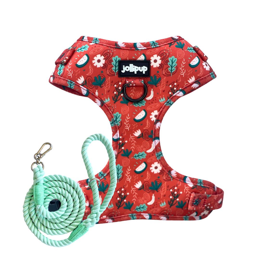 Red Charm Harness & Braided Rope Leash Bundle