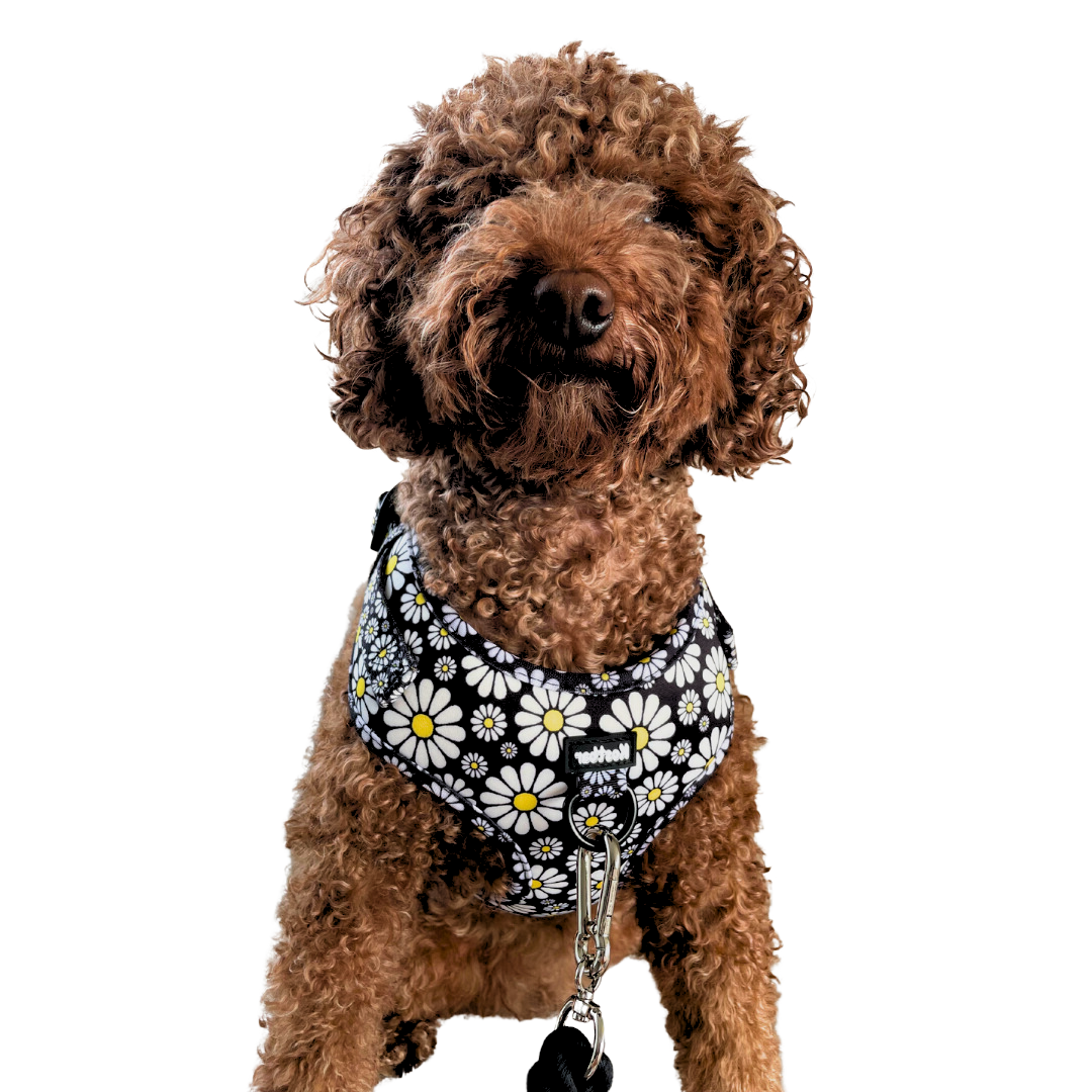 Cutesy Daisy Harness & Braided Rope Leash Bundle