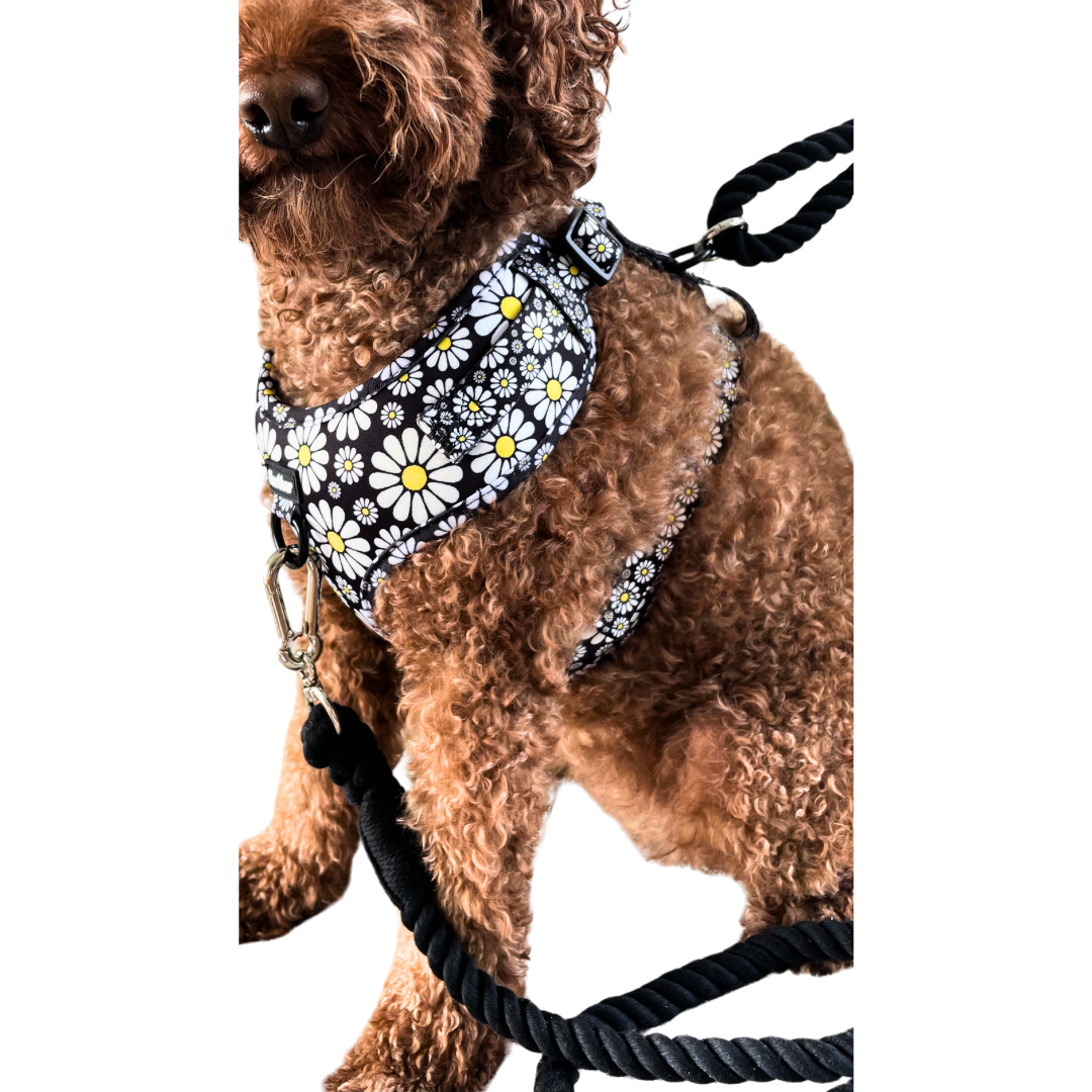 Cutesy Daisy Harness & Braided Rope Leash Bundle