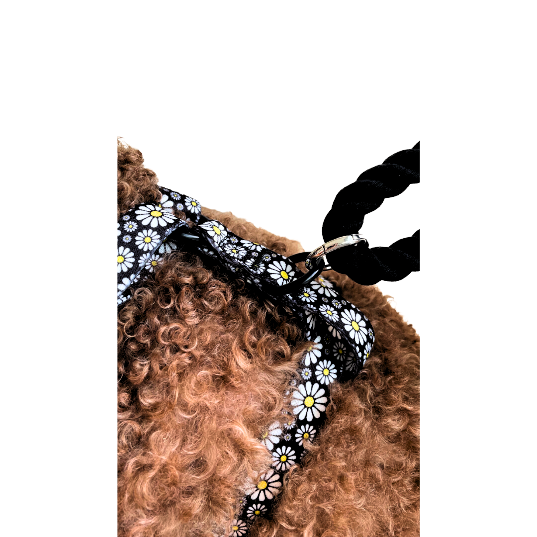 Cutesy Daisy Harness & Braided Rope Leash Bundle