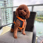 Corduroy Harness & Leash Bundle (Orange)