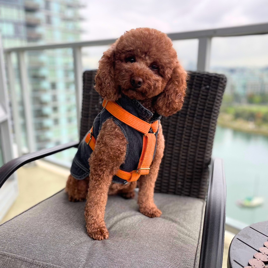 Corduroy (Orange) Harness