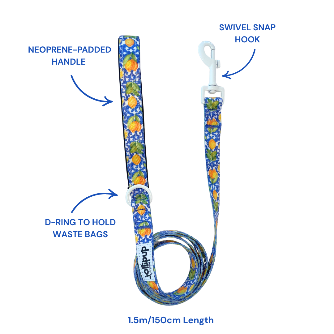 Amalfi convertible Harness & Collar, 2-in-1 Harness & Collar