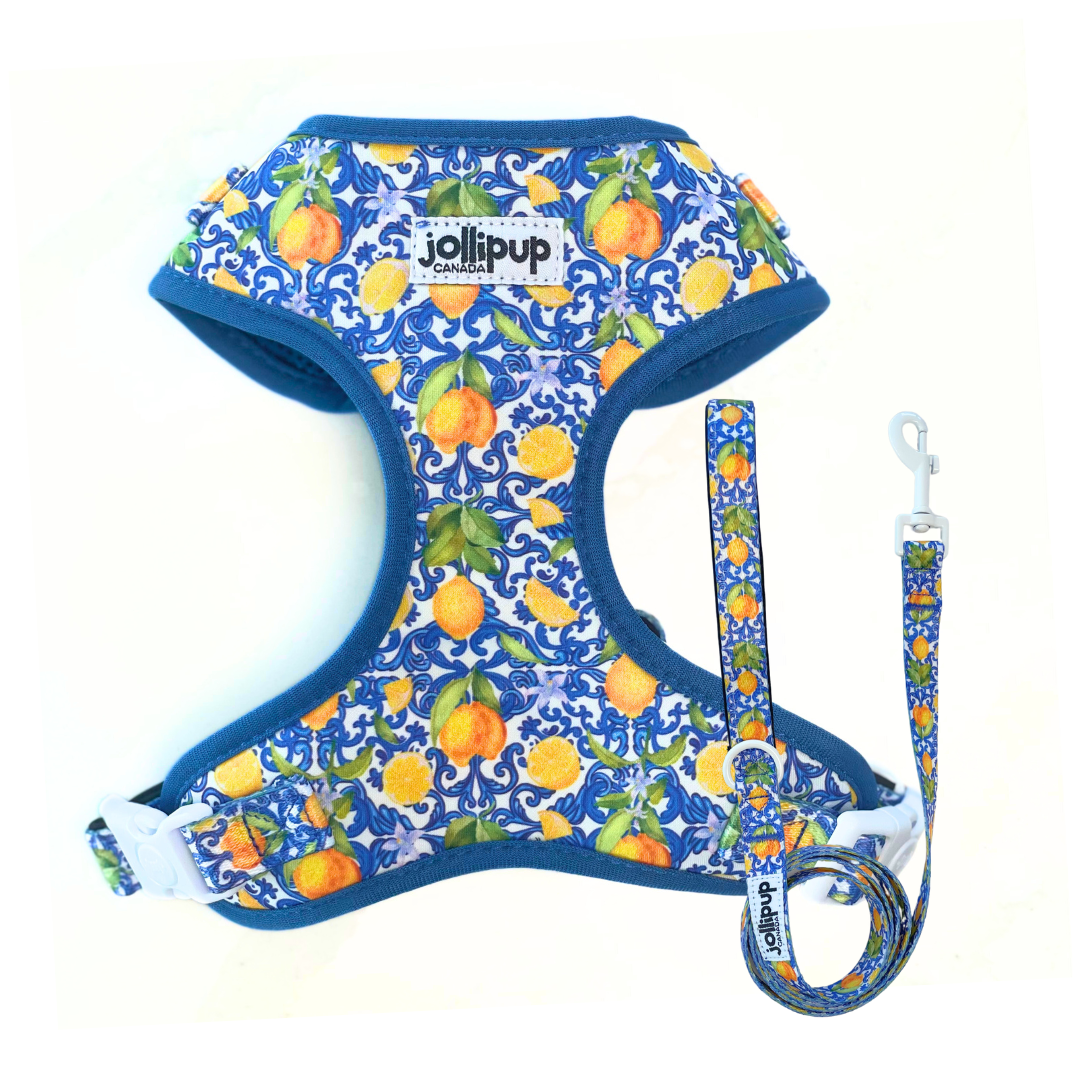Amalfi convertible Harness & Collar, 2-in-1 Harness & Collar