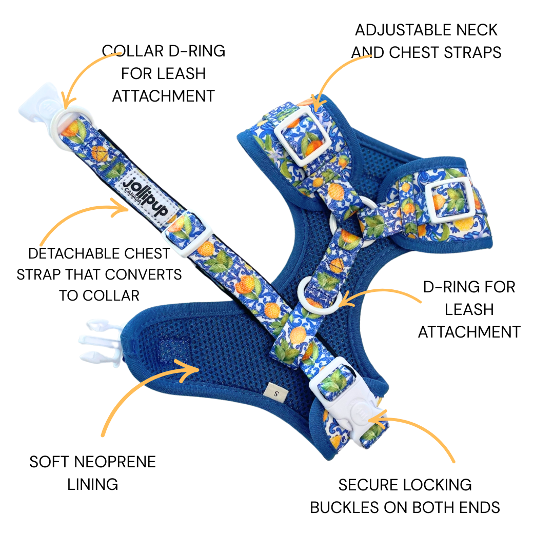 Amalfi convertible Harness & Collar, 2-in-1 Harness & Collar