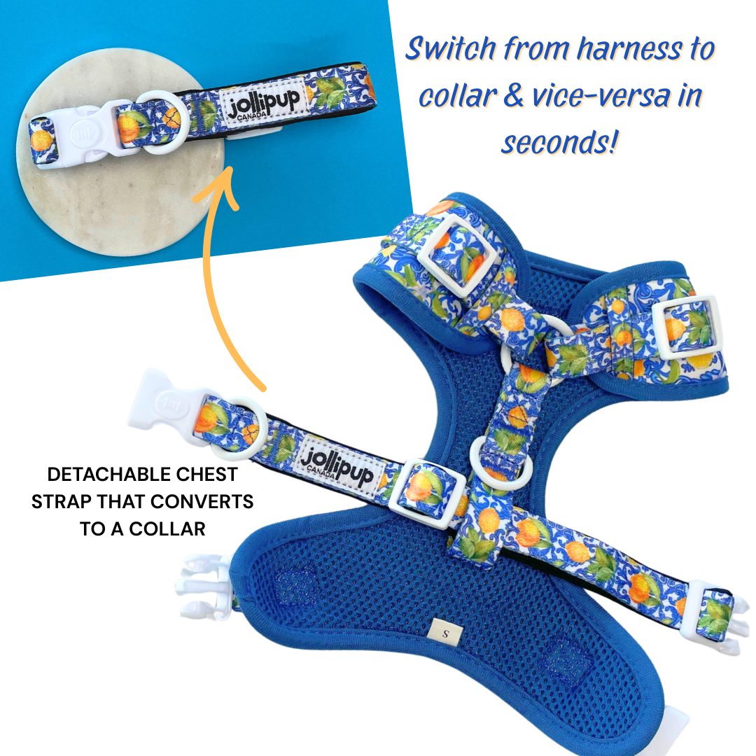 Amalfi hybrid Harness & Collar, 2-in-1 Harness & Collar