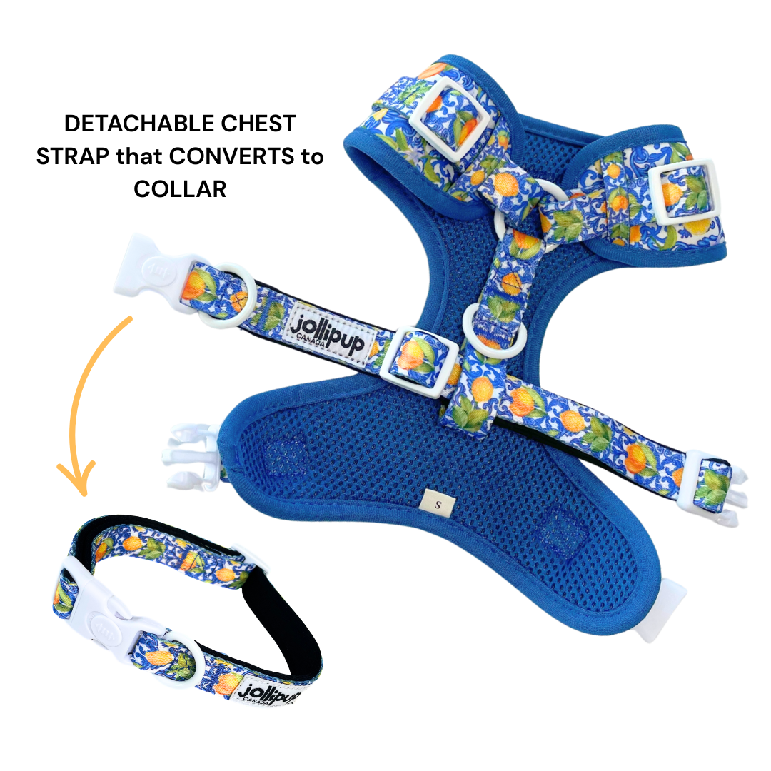 Amalfi convertible Harness & Collar, 2-in-1 Harness & Collar