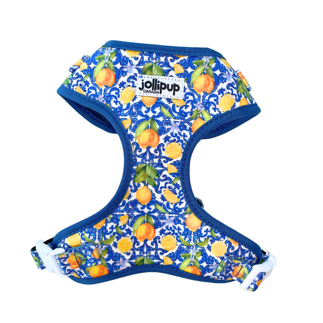 Amalfi convertible Harness & Collar, 2-in-1 Harness & Collar