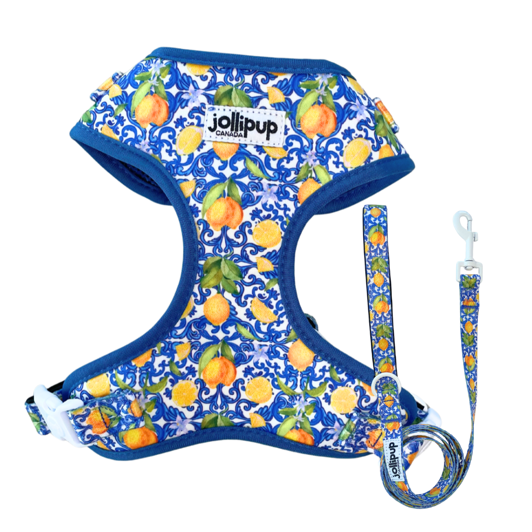 Amalfi convertible Harness (2-in-1 harness & collar) and Leash Bundle