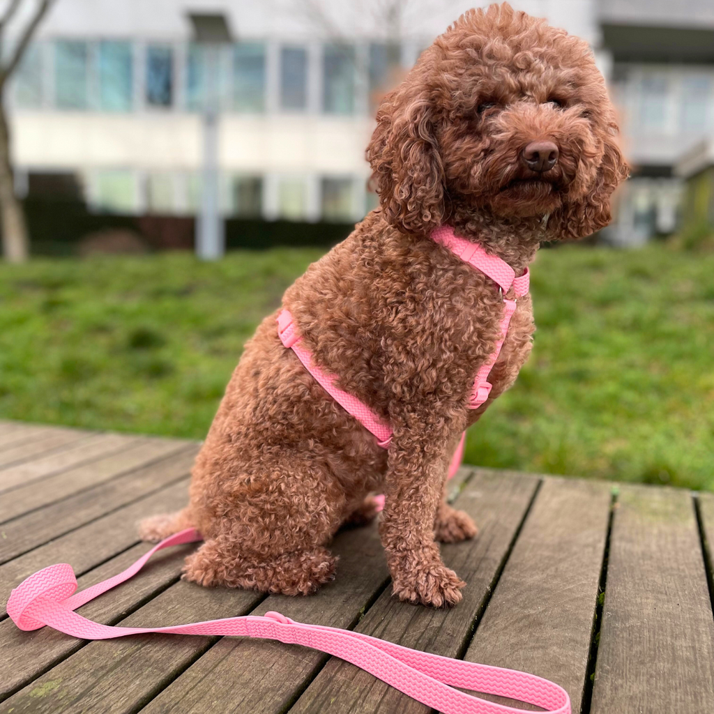 All-Weather PVC Harness