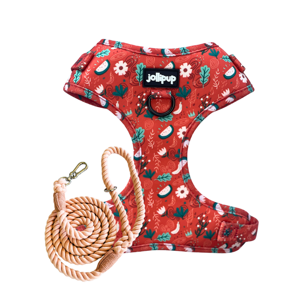 Red Charm Harness & Braided Rope Leash Bundle