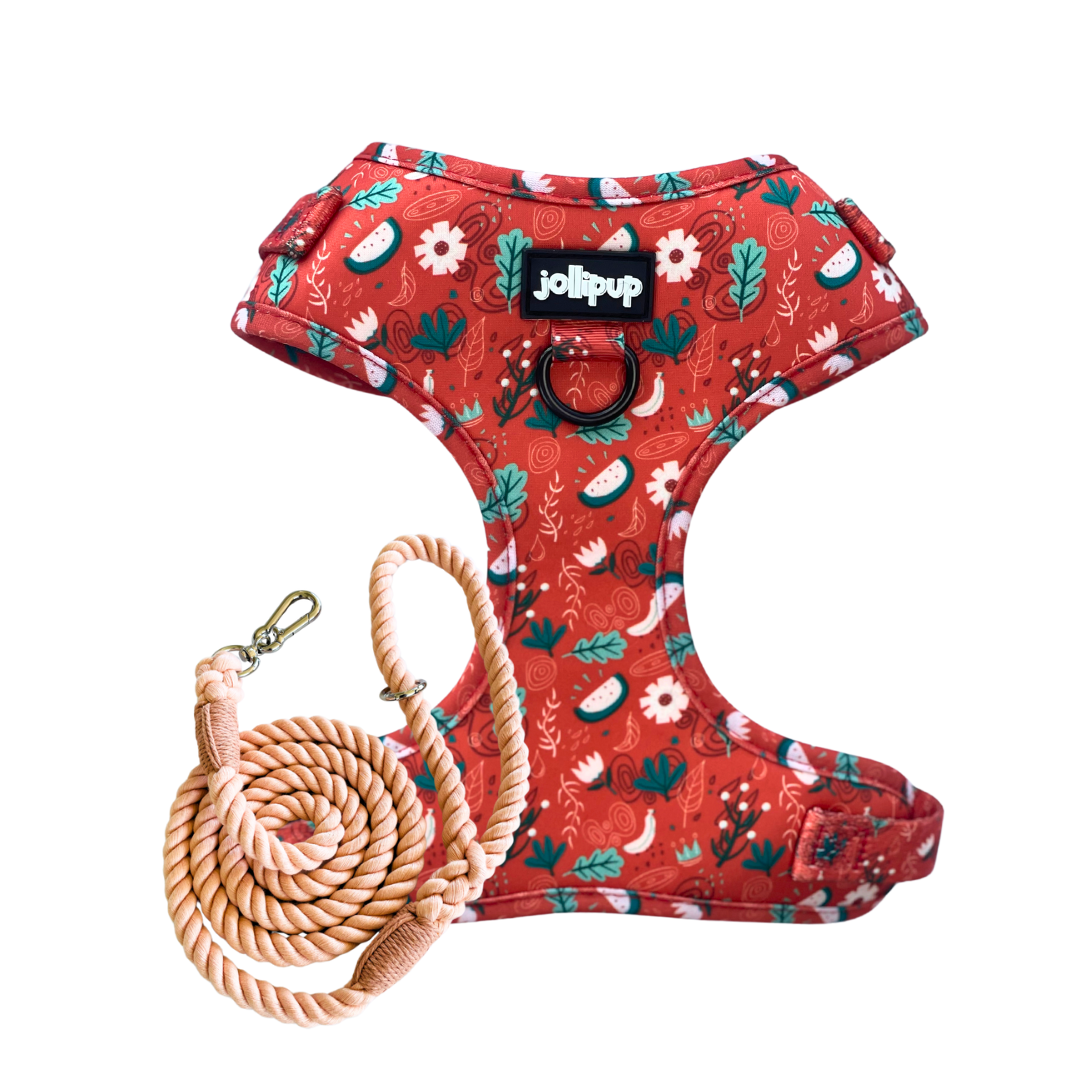 Red Charm Harness & Braided Rope Leash Bundle