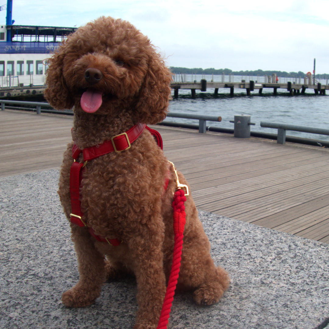 Vegan leather harness for pets, stylish and eco-friendly - Kostbar Pet Club
