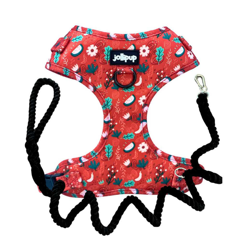 Red Charm Harness & Braided Rope Leash Bundle